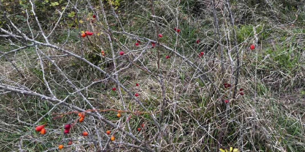 Ormanda yetişiyor, “Doğal vitamin” olarak biliniyor! Sofra yolculuğu başladı: Eldivenle tek tek toplanıyor 2